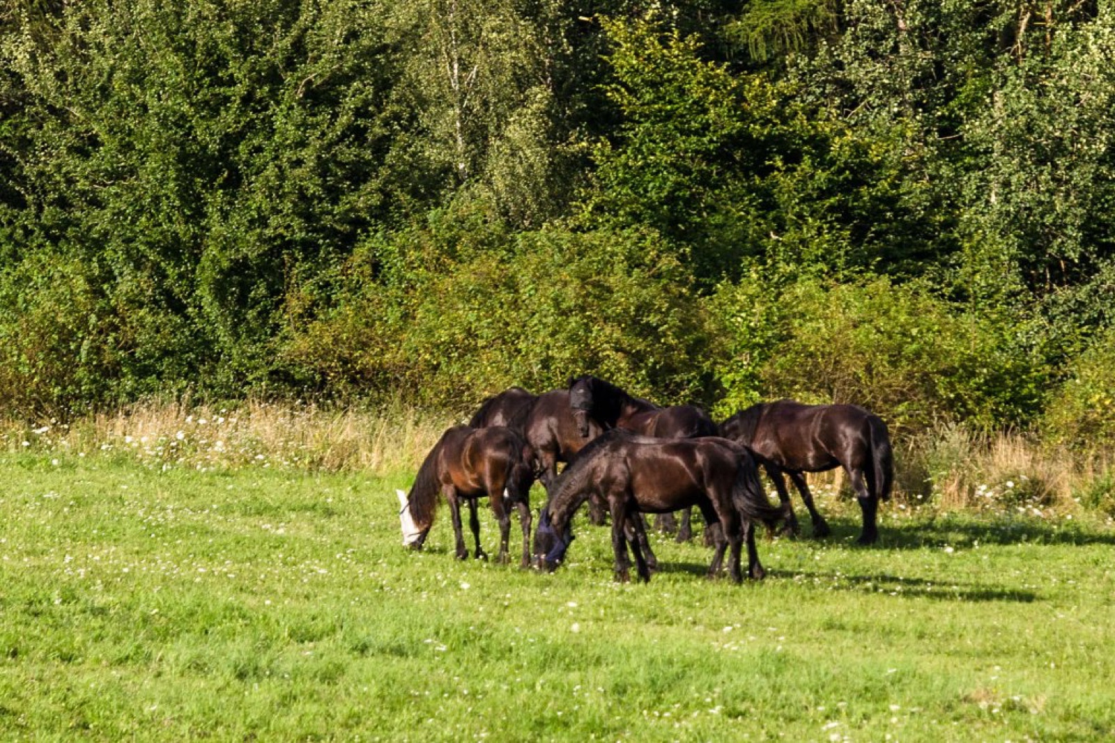 HOMUTŮV STATEK foto 9